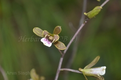 Eulophia epidendraea